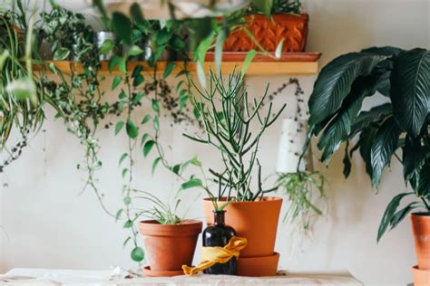 How Plants Can Improve Your Mental Health | LIVEKINDLY