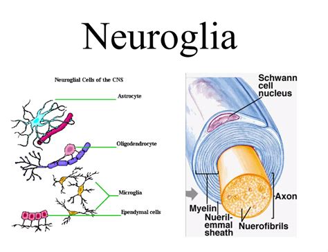 Nervous Tissue Diagram