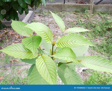 Ketum Leaf Plant or Mitragyna Speciosa Stock Photo - Image of mitragyna, leaves: 192688262