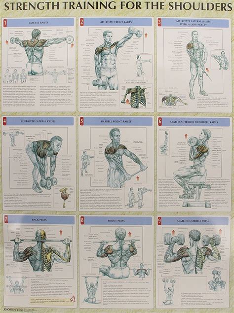 Strength Training Anatomy Poster Series | Shoulder workout, Strength training anatomy, Fitness body