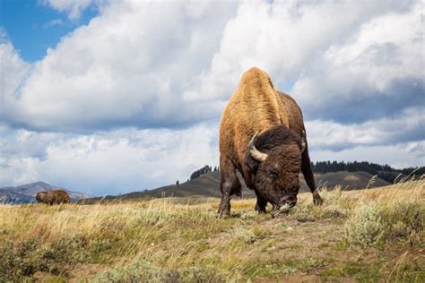 bison Wallpapers HD / Desktop and Mobile Backgrounds