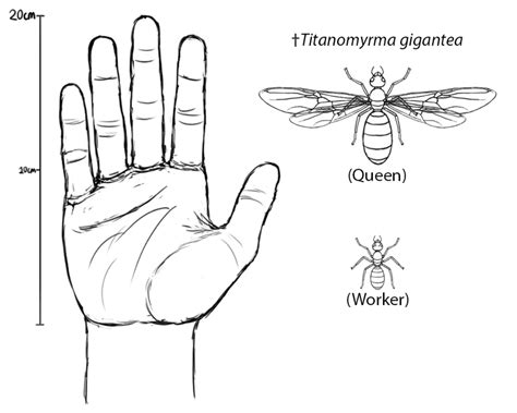 Titanomyrma gigantea - Largest ant to ever exist by sourlemon333 on DeviantArt