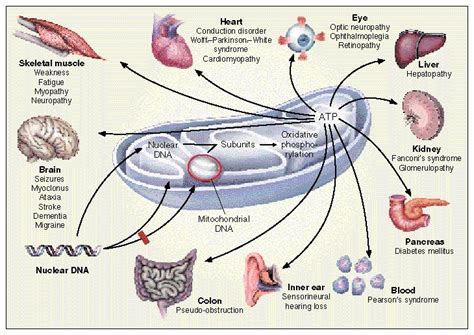 Mitochondrial Disease ~ news word