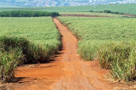 Premium Photo | Sugarcane plantation in brazil