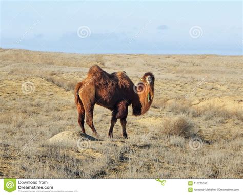 Bactrian Camel in the Desert. Stock Photo - Image of fauna, camel ...