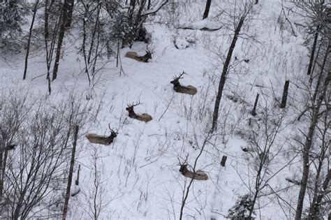 A century and counting: Aerial surveys help manage elk herd | The Rapidian