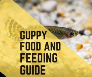 3 Homemade Guppy Food Recipes - Guppy Fish Care