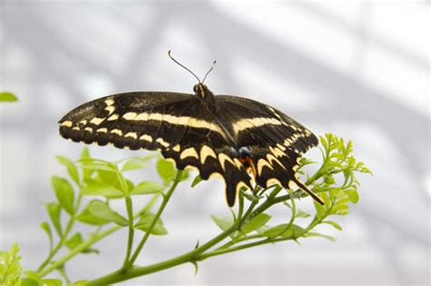 Life cycle of rare Schaus' swallowtail butterflies - CBS News