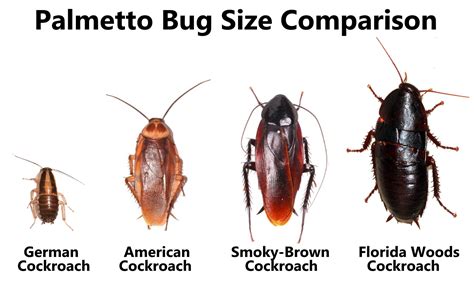 A look at the Palmetto Bug Size Comparison to Cockroaches?