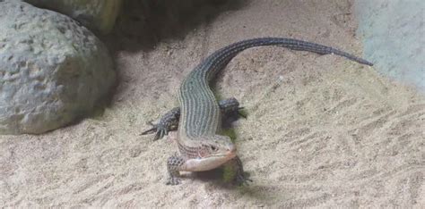 Sudan Plated Lizard | The Animal Facts | Appearance, Diet, Habitat