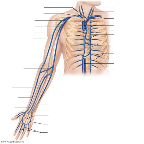 Upper Veins Diagram | Quizlet