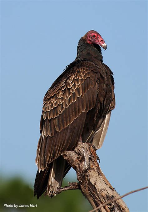 Tennessee Watchable Wildlife | Turkey Vulture - Habitat: