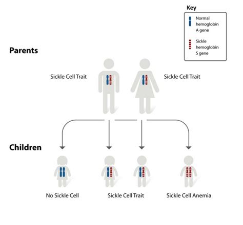 In a revolutionary experiment scientists are using the Gene editing ...