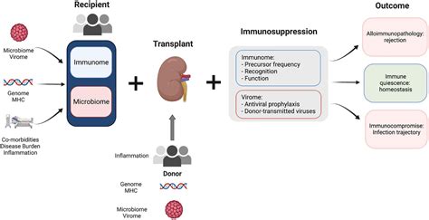 Frontiers | Progress in kidney transplantation: The role for systems immunology