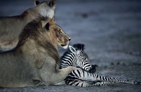 Surprising examples of animal behavior, http://photovide.com/examples ...