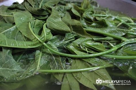 Daun Singkong Rebus, Makanan Sederhana yang Kaya Manfaat - melayupedia.com