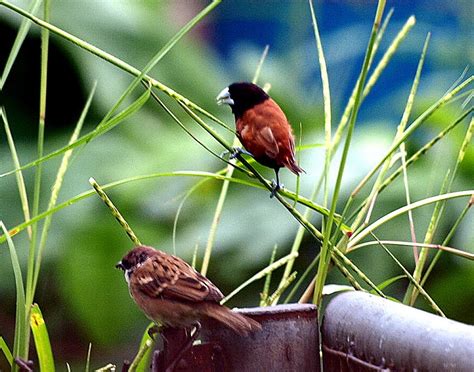 PENABAHARI : ODISI BERSAMA OLYMPUS: TENTANG BURUNG (15) PIPIT VS PIPIT