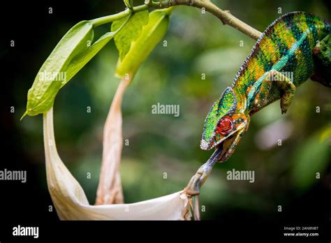 chameleon with its tongue out reserve peyreiras Stock Photo - Alamy