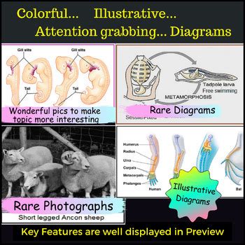 Evolution Notes by Scholarly Biology | TPT