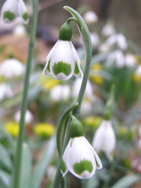 Galanthus plicatus ‘Bumblebee’ Snowdrop | Plants, Amazing flowers, Daffodils