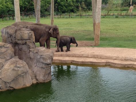 Oklahoma City Zoo! | Oklahoma city zoo, City zoo, Favorite places