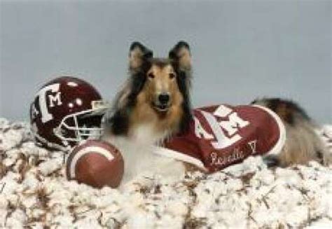 Retired A&M mascot Reveille VII dead at age 12 - Houston Chronicle