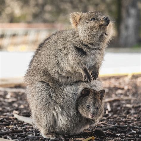 Le quokka, déclin en cours pour l’animal le plus heureux du monde - Conservation Nature