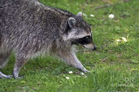 Common Raccoon Photograph by Sharon Talson - Pixels