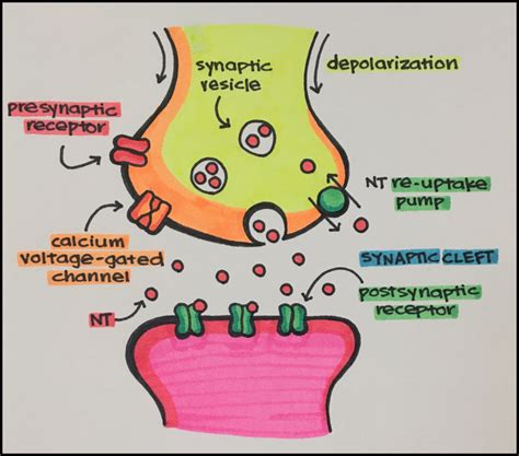 2. Introduction to Drug-Receptor Interactions and Pharmacodynamics – Principles of Pharmacology ...