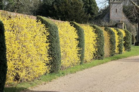 Awesome Forsythia hedge! | Hampshire House Gardens | Pinterest | Hedges ...