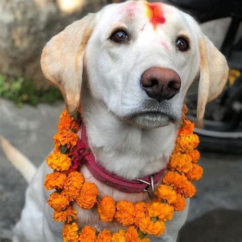 Nepal festival celebrates 'day of the dogs' - BBC News