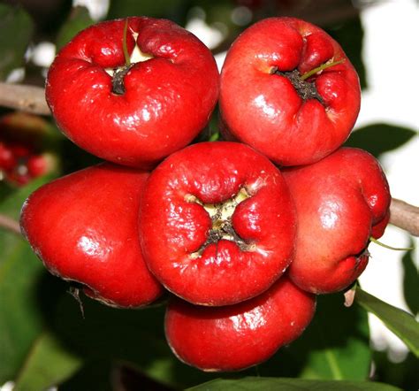 The health benefits of rose apple fruits (Makopa) come from its nutritional contents: protein ...