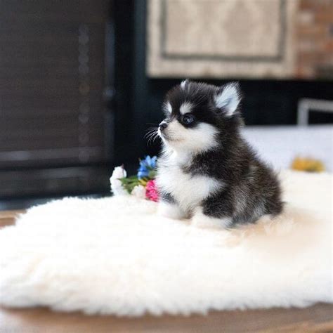 Happy Teacup Pomsky for Sale - Tiny Teacup Pups in 2020 | Pomsky puppies, Cute little puppies ...