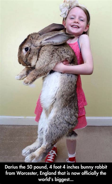 Darius The Giant Bunny