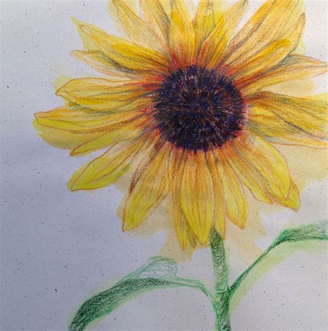 Sunflower Pencil Drawing at GetDrawings | Free download