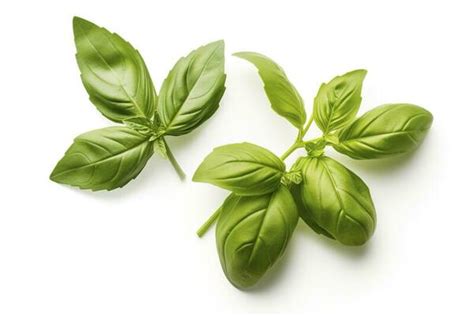 Basil Leave Stock Photos, Images and Backgrounds for Free Download