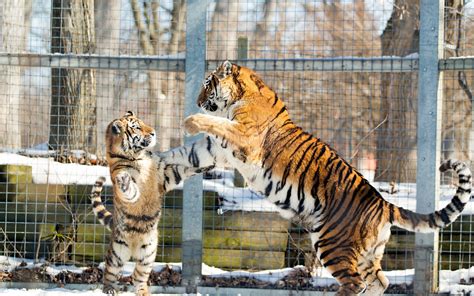 Tiger playing with its cub in the snow wallpaper - Animal wallpapers ...