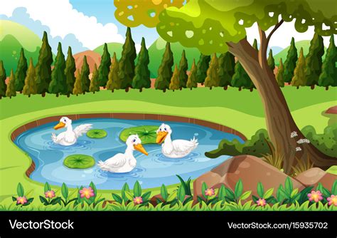 Three ducks swimming in the pond Royalty Free Vector Image