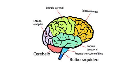 ANATOMÍA Y FISIOLOGIA DEL CEREBRO by Diana Mimiaga on Prezi