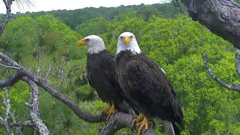 Northeast Florida Eagle Cam | See Bald Eagles in their own environment!