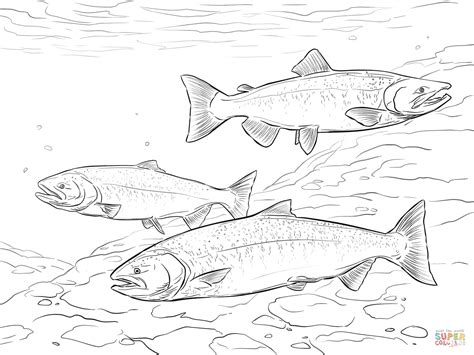 Chinook Salmon coloring page | Free Printable Coloring Pages