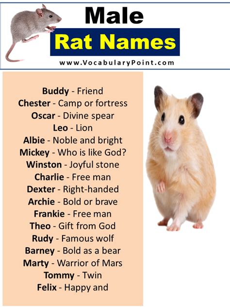 Cute Pet Rat Names: Famous, Disney Rats - Vocabulary Point