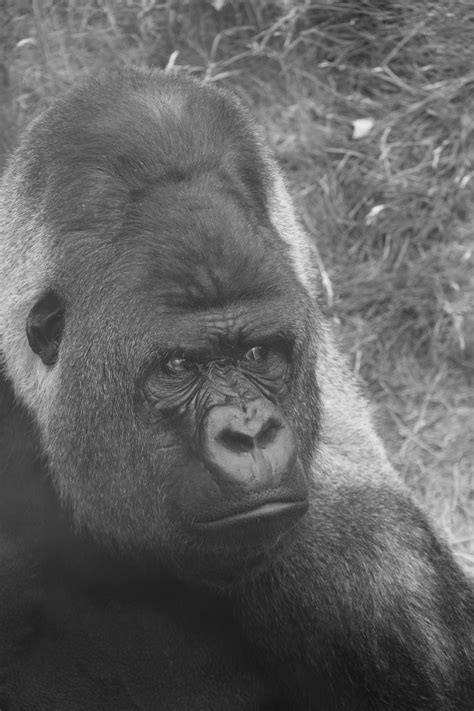 photo taken at rotterdam zoo Rotterdam Zoo, Gorilla, Rick, Ranger, Animals, Photo, Animales ...