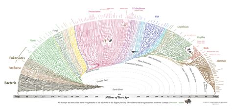 Phylogenetic Tree Of Life High Resolution