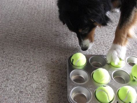 Pet Talk in Illinois: Brain Toys for Dogs