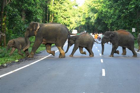 GROUND REPORT: Elephant Attacks Cast Shadow of Fear Over 4 Bengal Districts | NewsClick