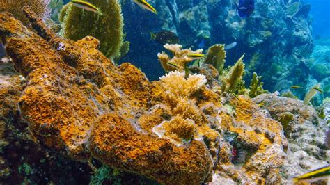 Caribbean coral reefs under siege from aggressive algae