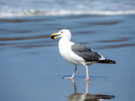 What Do Seagulls Eat? (Complete Guide) | Bird Fact