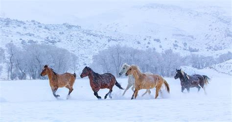 Horses Running In Snow Photograph by Betty Wiley