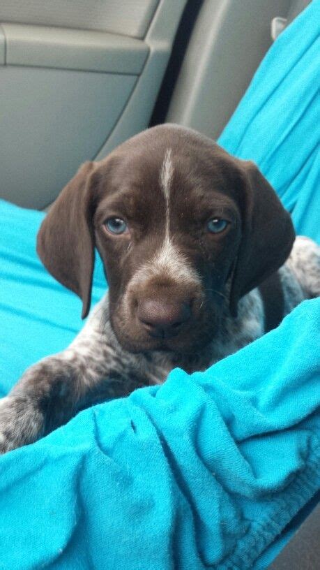 Blue eyed German short haired pointer puppy | Pointer puppies, German shorthaired pointer ...